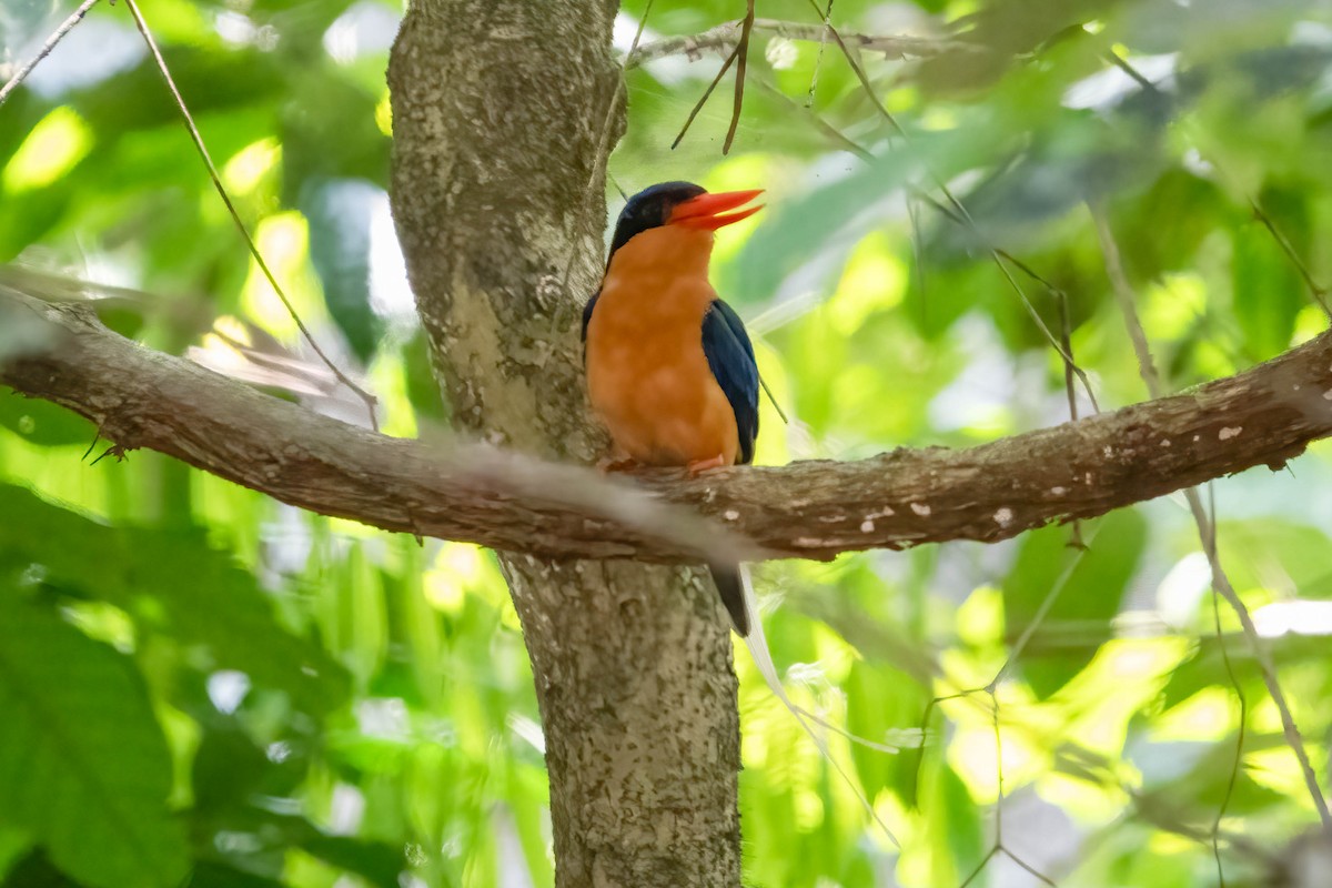 Buff-breasted Paradise-Kingfisher - ML628454369