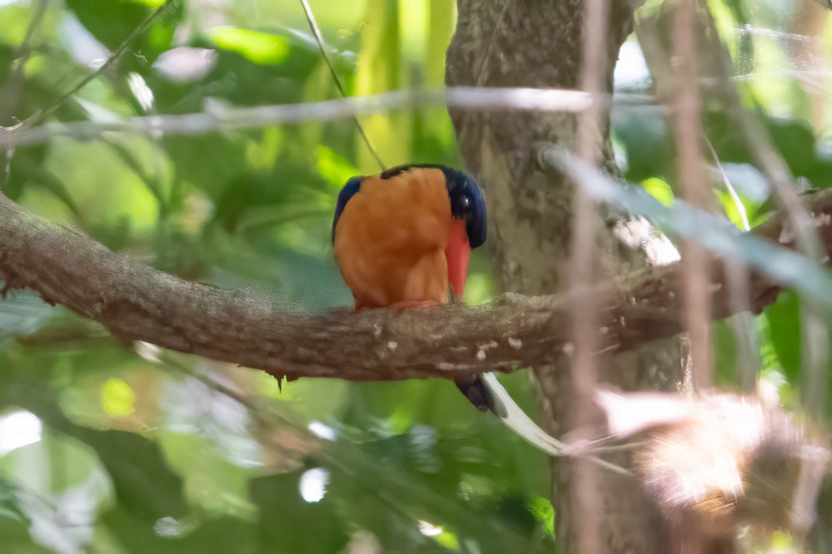 Buff-breasted Paradise-Kingfisher - ML628454370