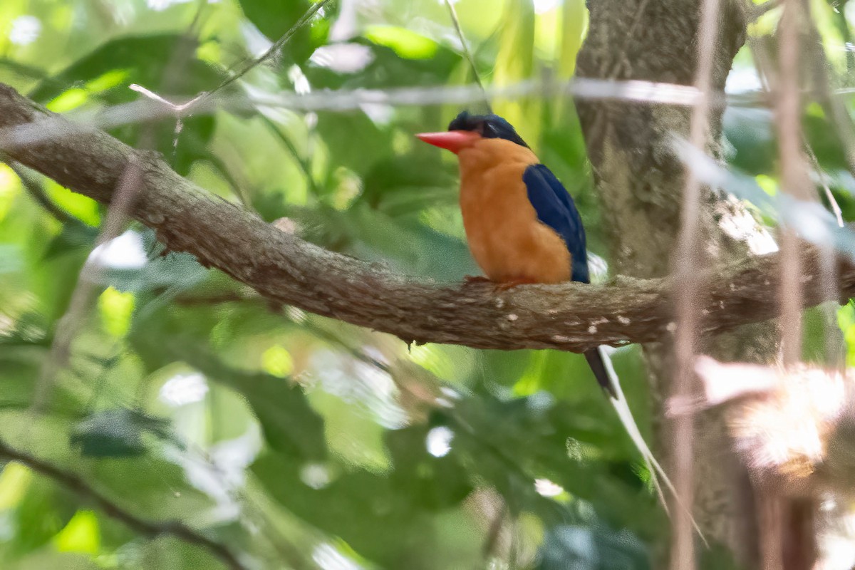 Buff-breasted Paradise-Kingfisher - ML628454371