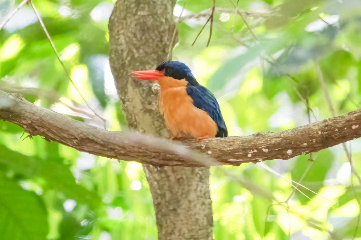 Buff-breasted Paradise-Kingfisher - ML628454372