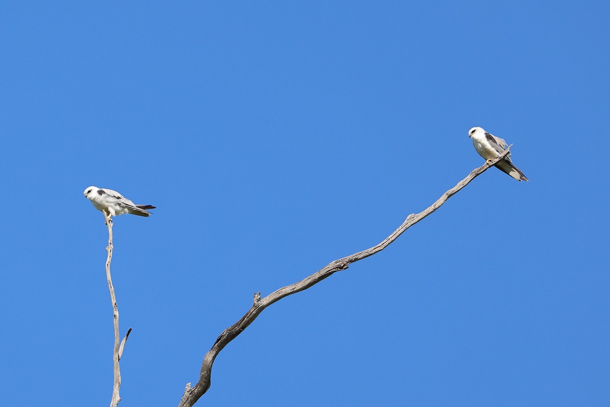 Black-shouldered Kite - ML628454428