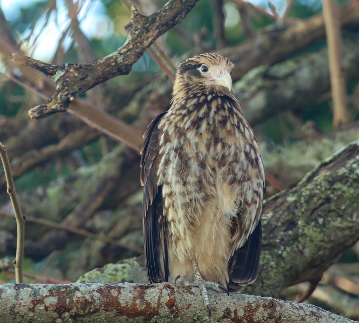 čimango žlutavý - ML628454475