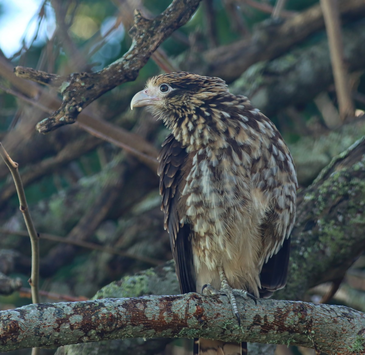 čimango žlutavý - ML628454481