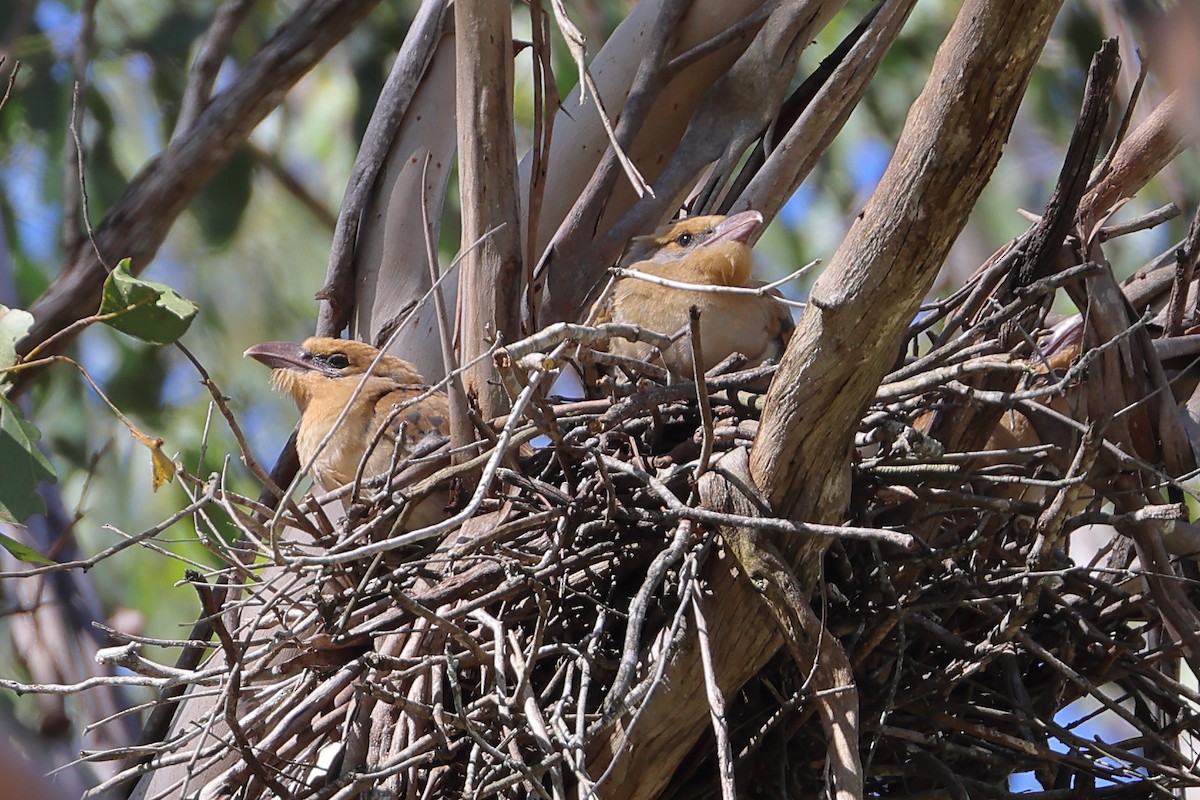 Channel-billed Cuckoo - ML628454496