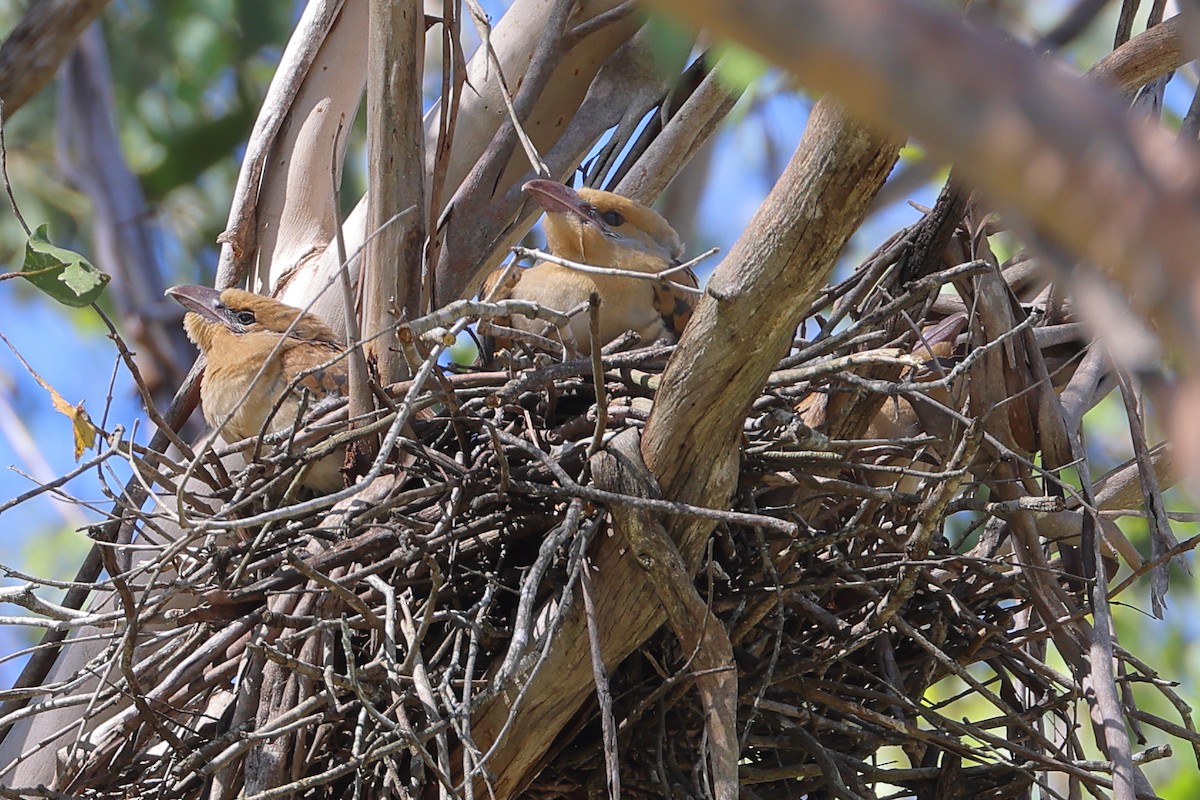 Channel-billed Cuckoo - ML628454506