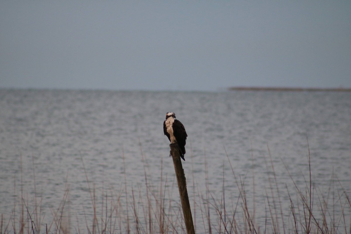 Загасч явлаг - ML628454519