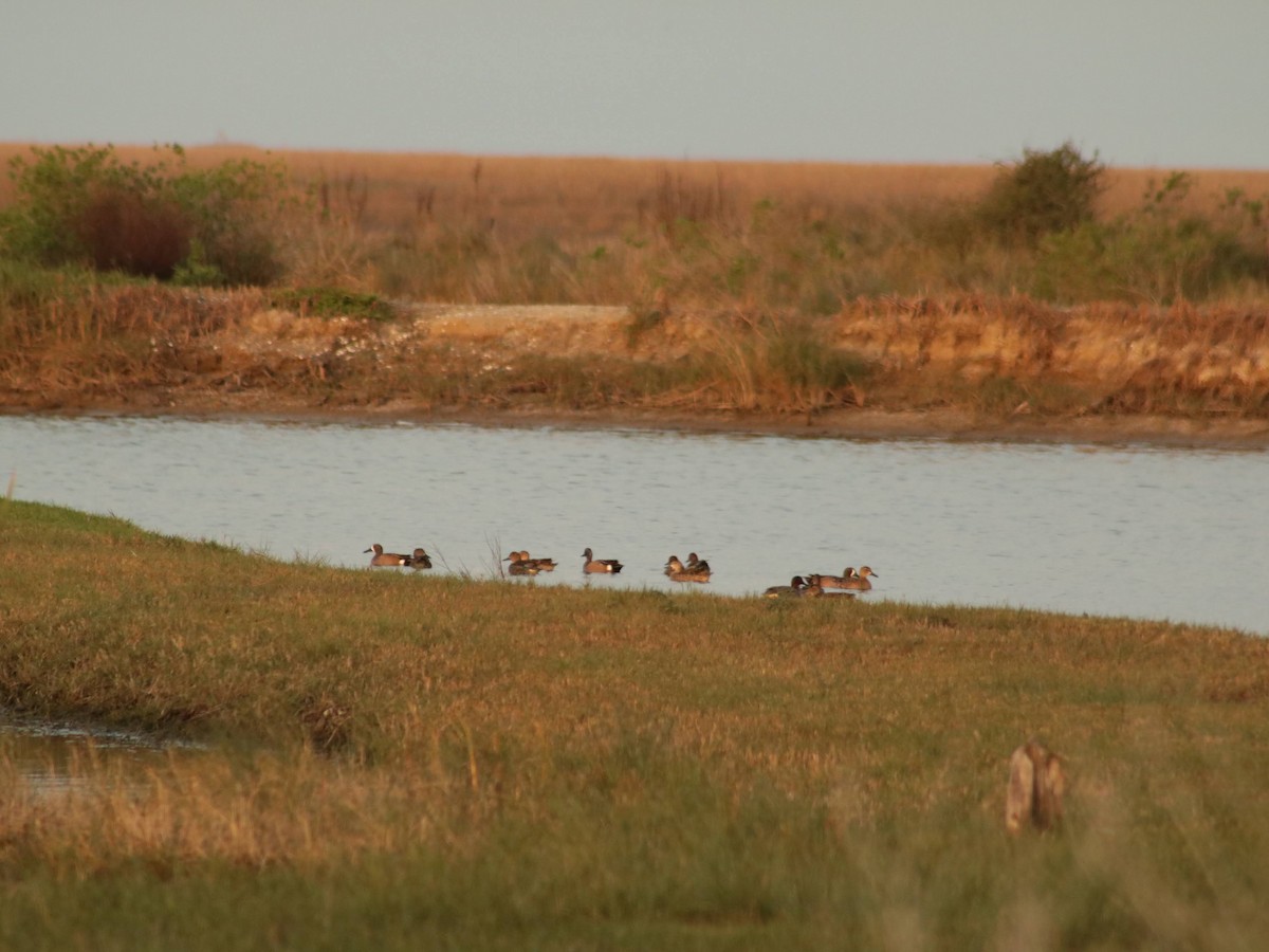 Blue-winged Teal - ML628454554