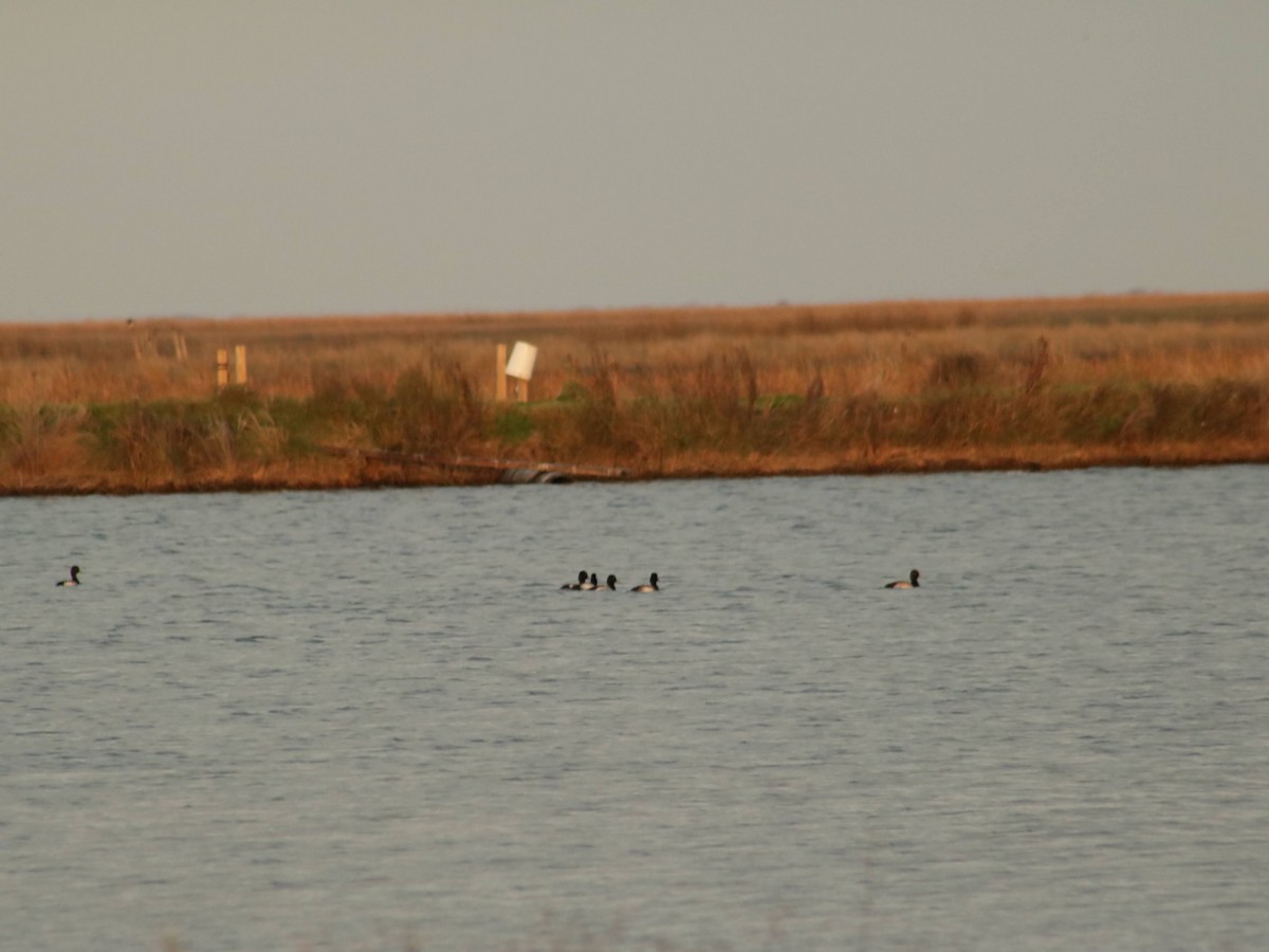 Lesser Scaup - ML628454593