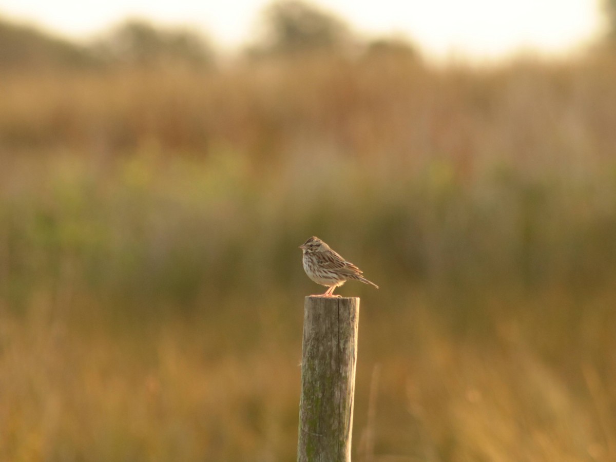 Savannah Sparrow - ML628454612