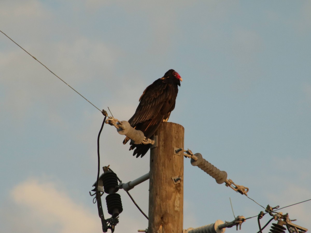 Turkey Vulture - ML628454623