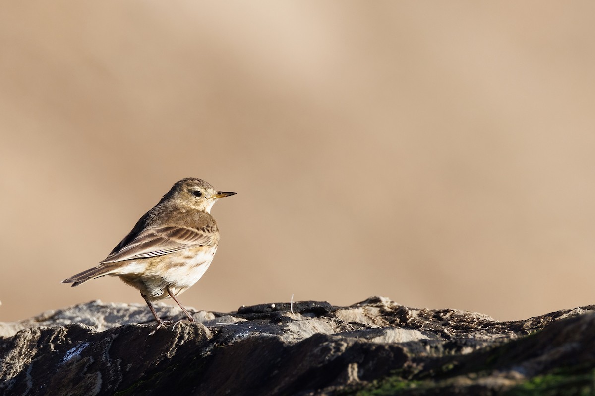 Pipit d'Amérique - ML628454661