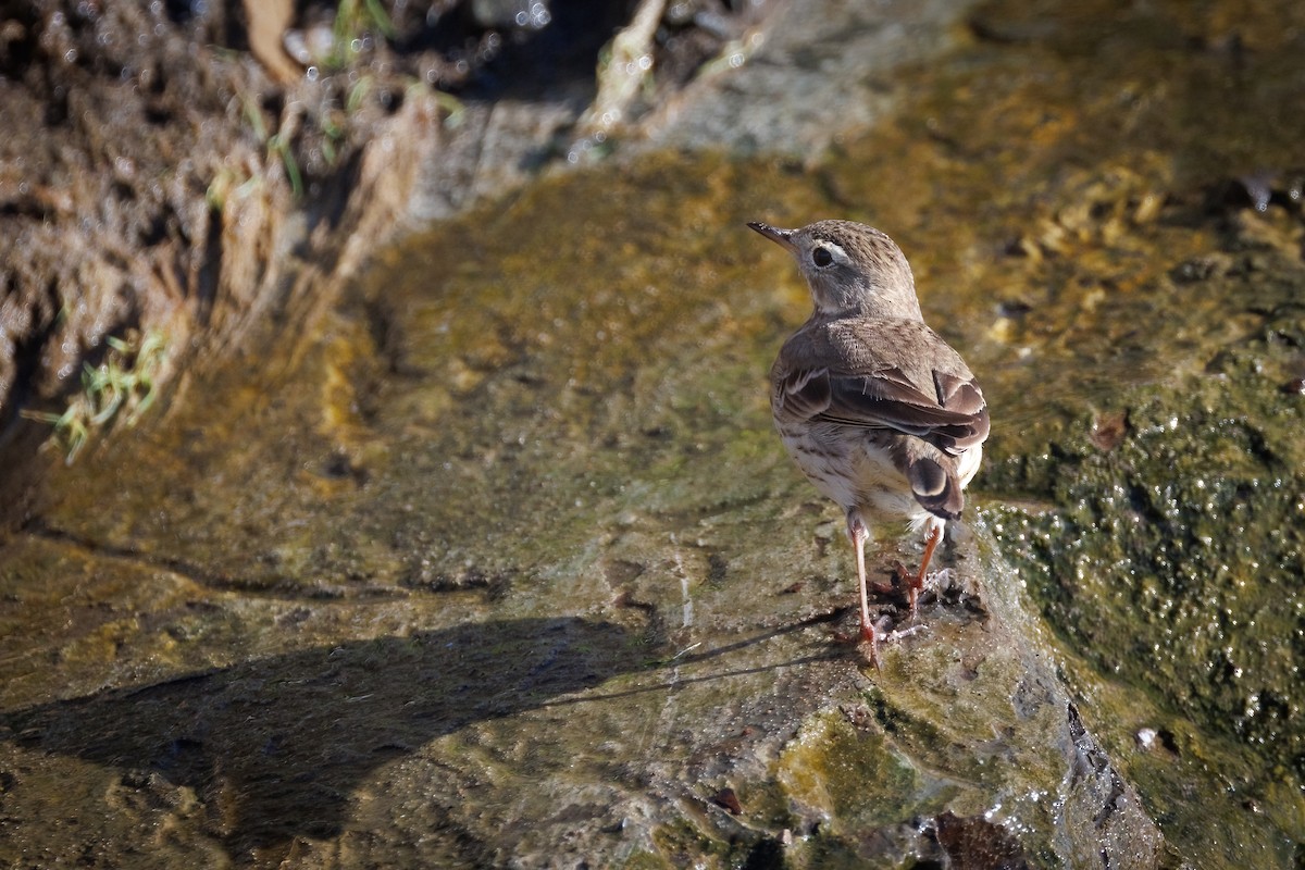 Pipit d'Amérique - ML628454662