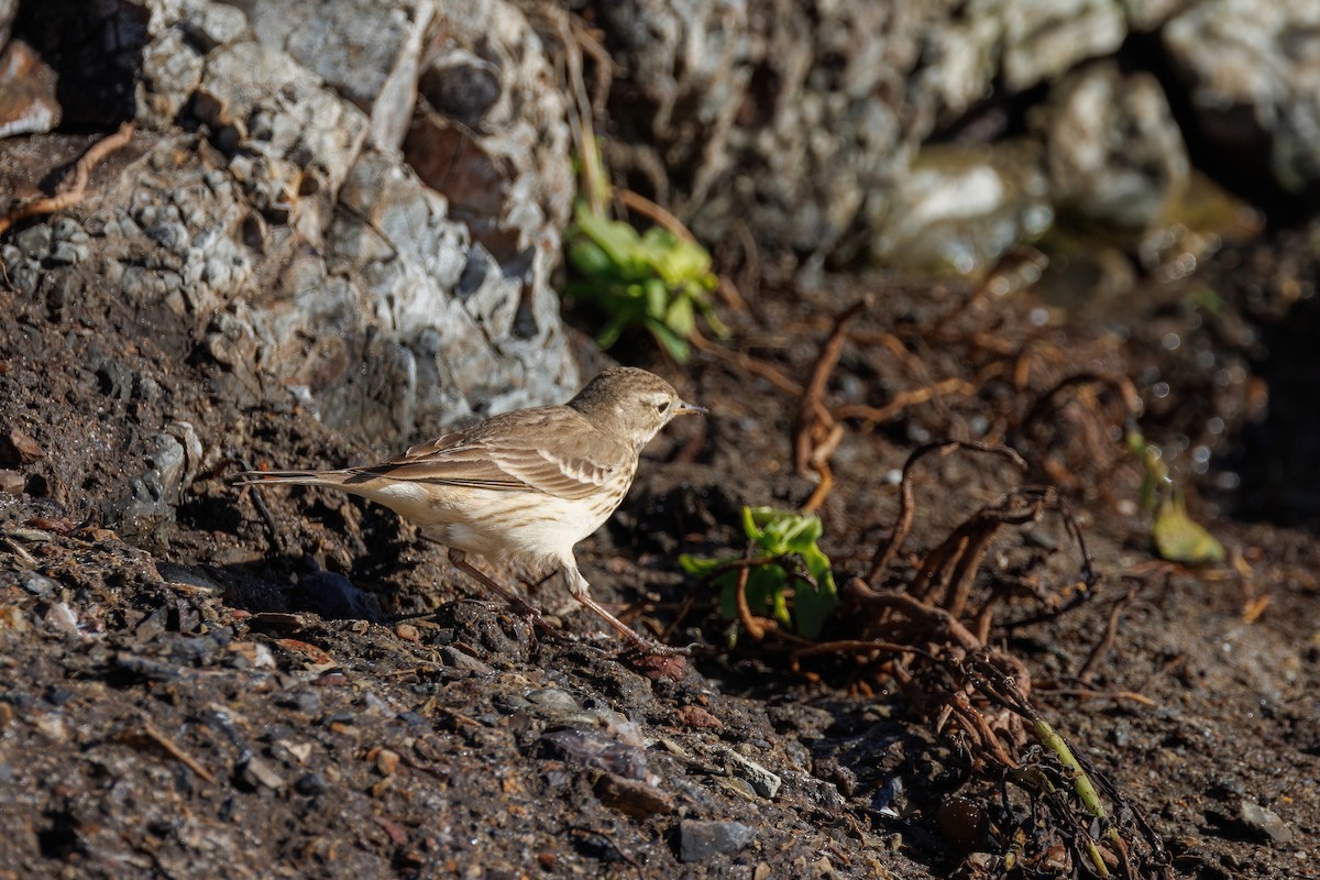 Pipit d'Amérique - ML628454663