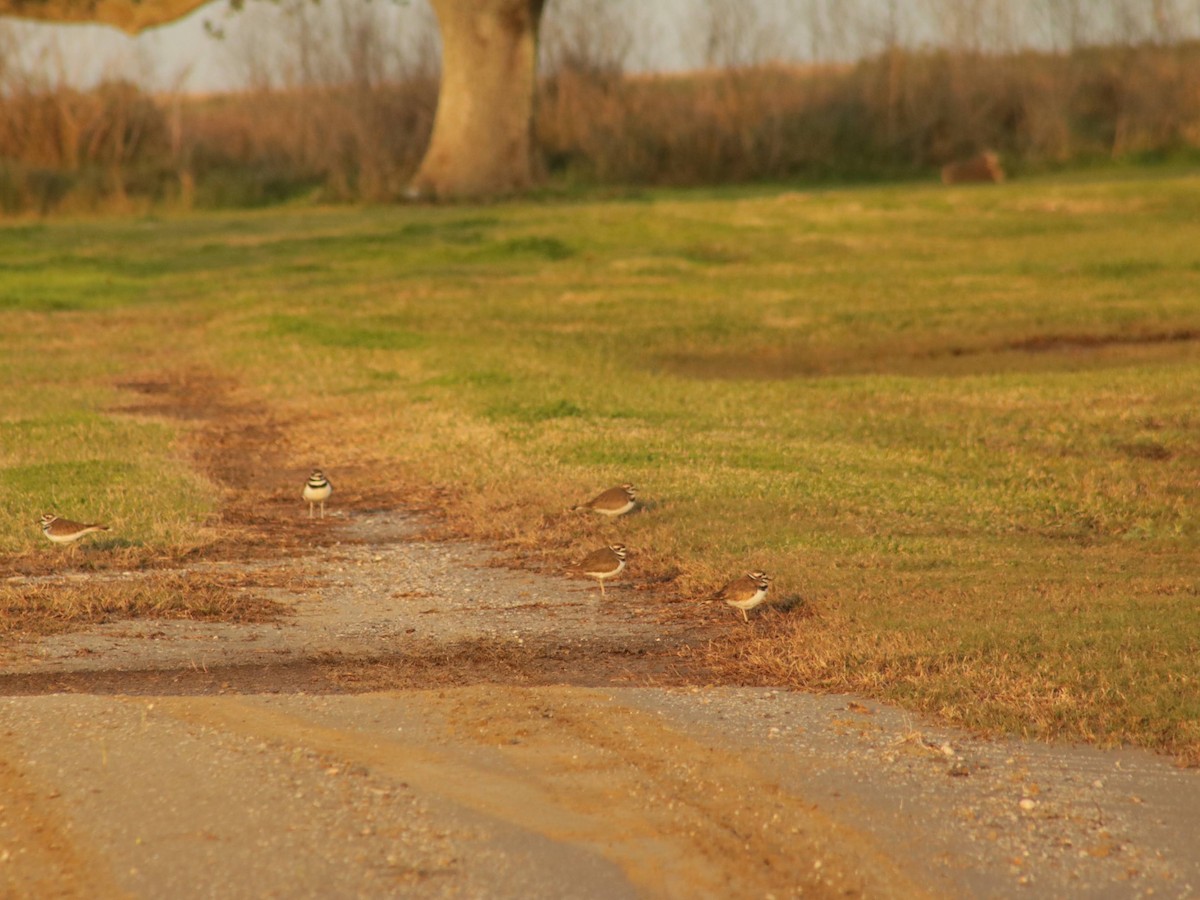 Killdeer - ML628454698