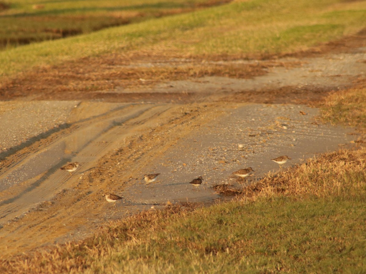 Least Sandpiper - ML628454715