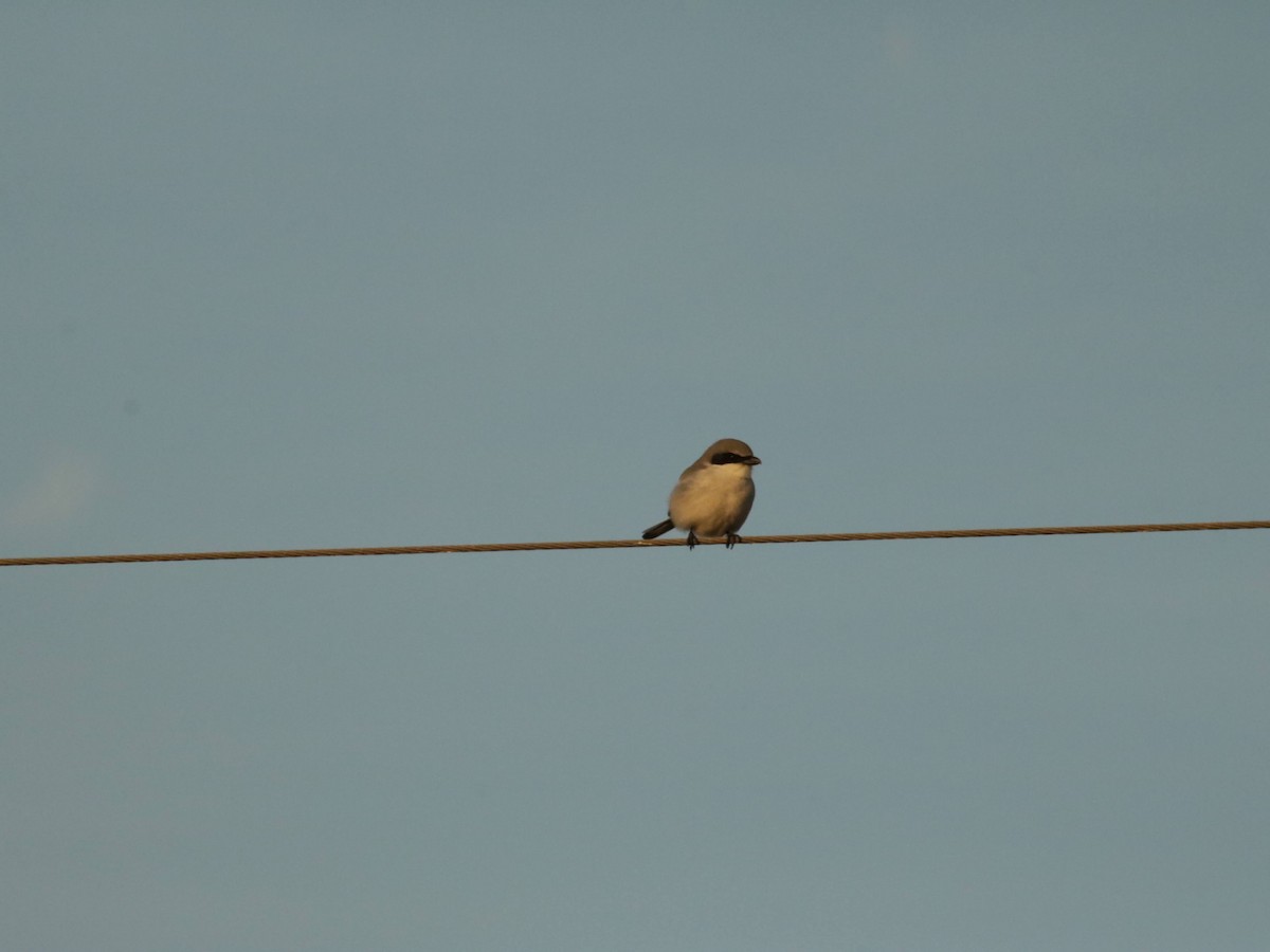 Loggerhead Shrike - ML628454722