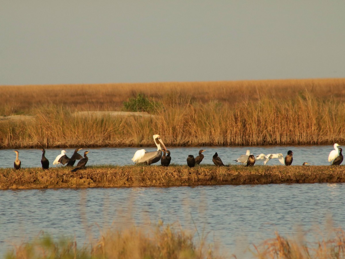 Brown Pelican - ML628454751