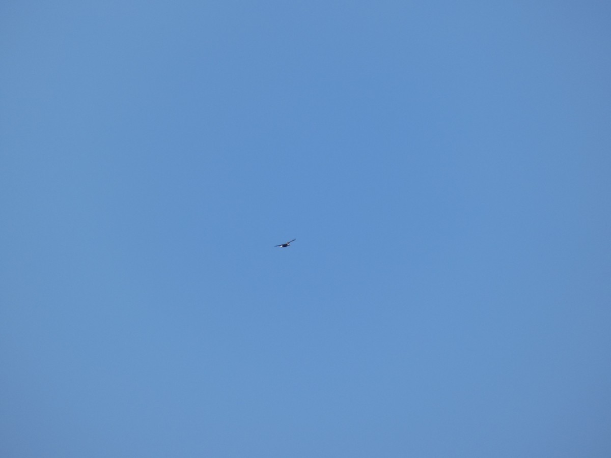 Bald Eagle - ML628454762