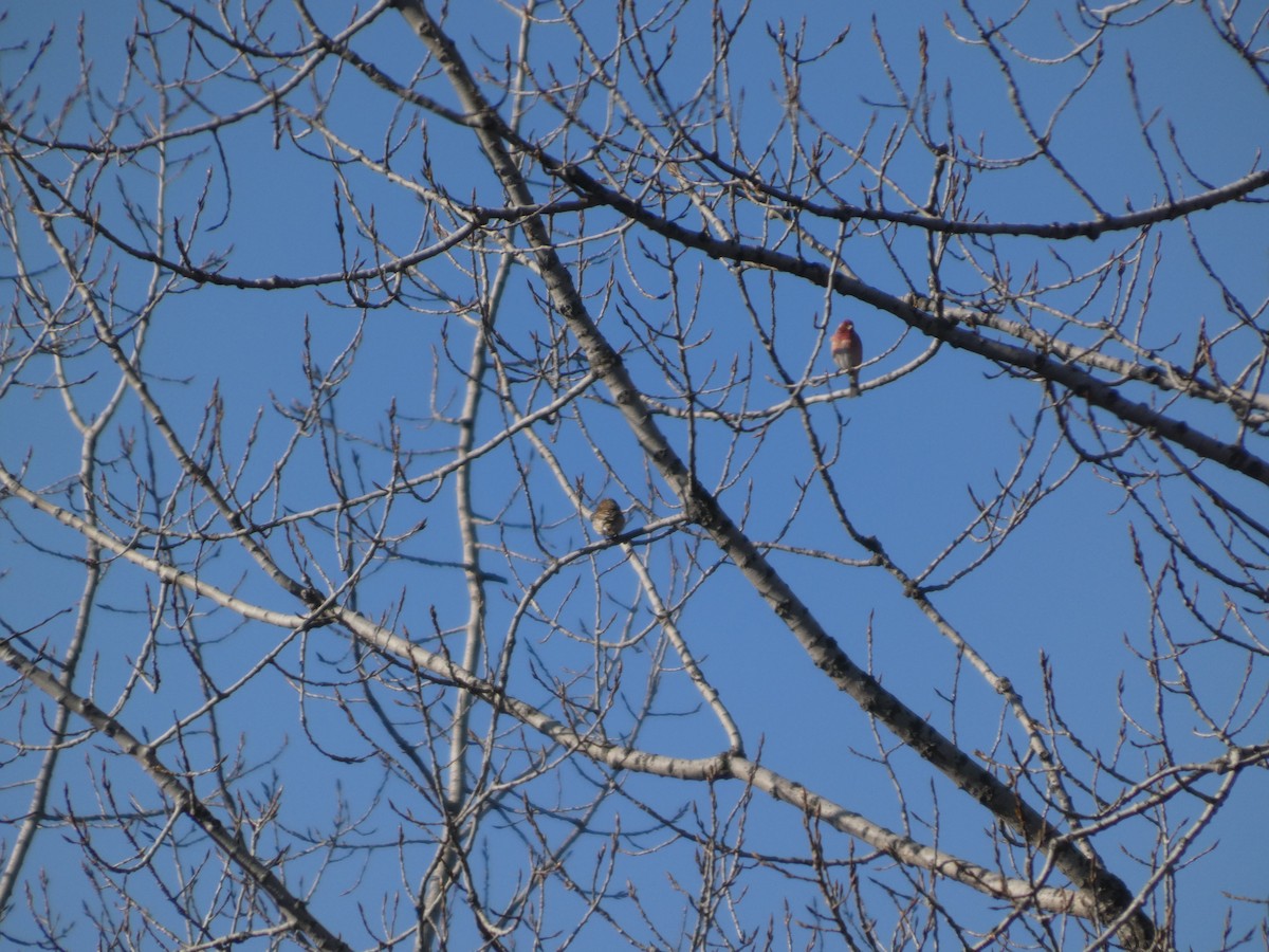 Purple Finch - ML628454775