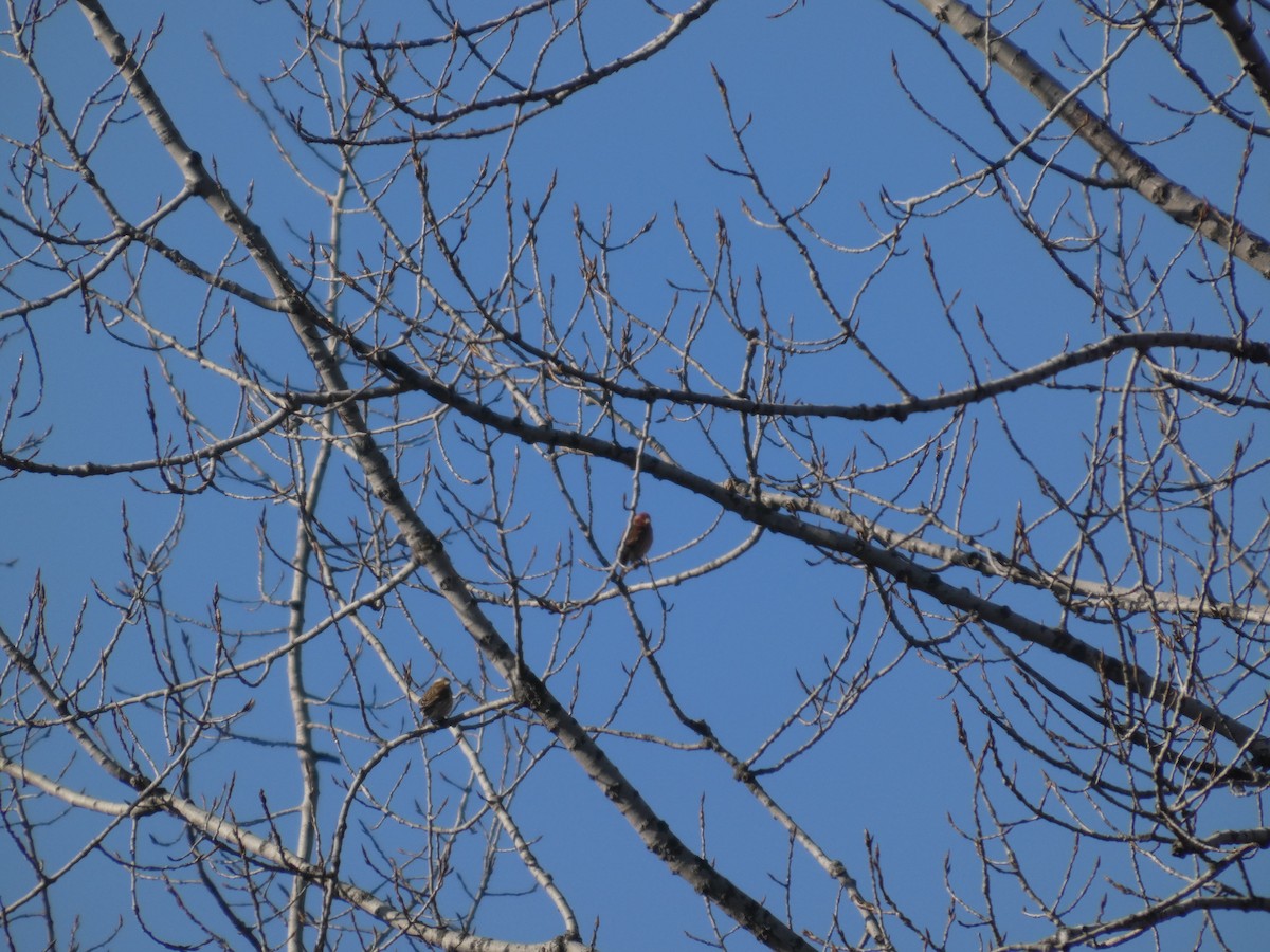 Purple Finch - ML628454777