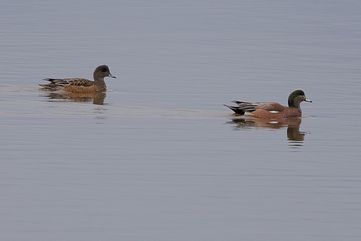 Canard d'Amérique - ML628454813
