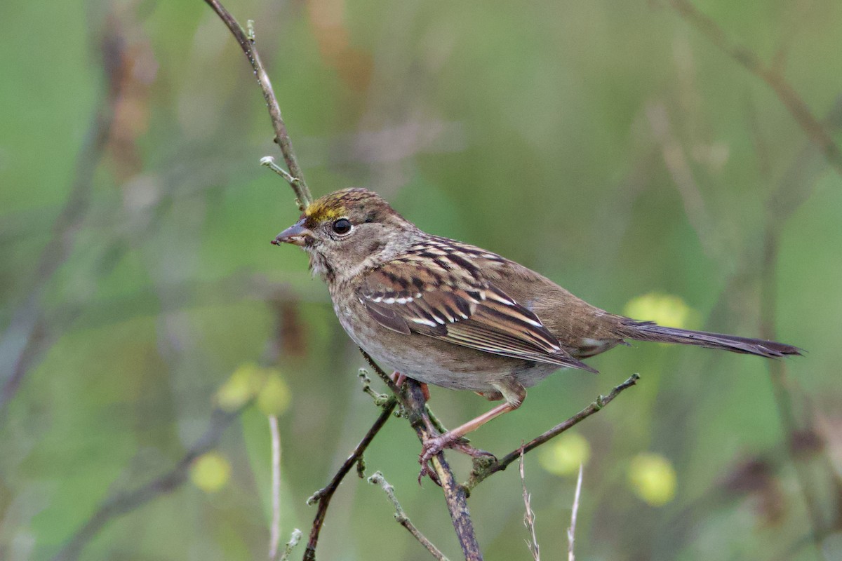 Bruant à couronne dorée - ML628454823