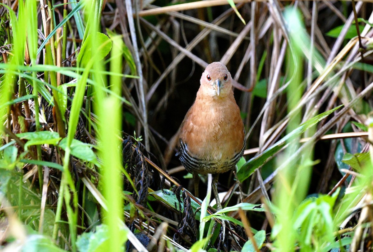 White-throated Crake - ML628454961