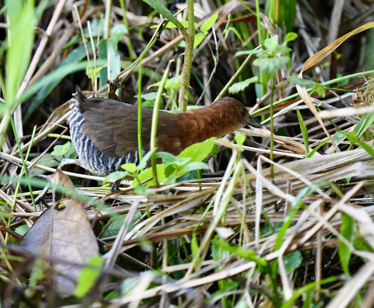 White-throated Crake - ML628454973