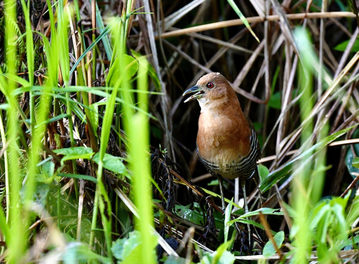 White-throated Crake - ML628454977