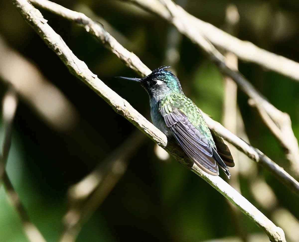 Violet-headed Hummingbird - ML628455041