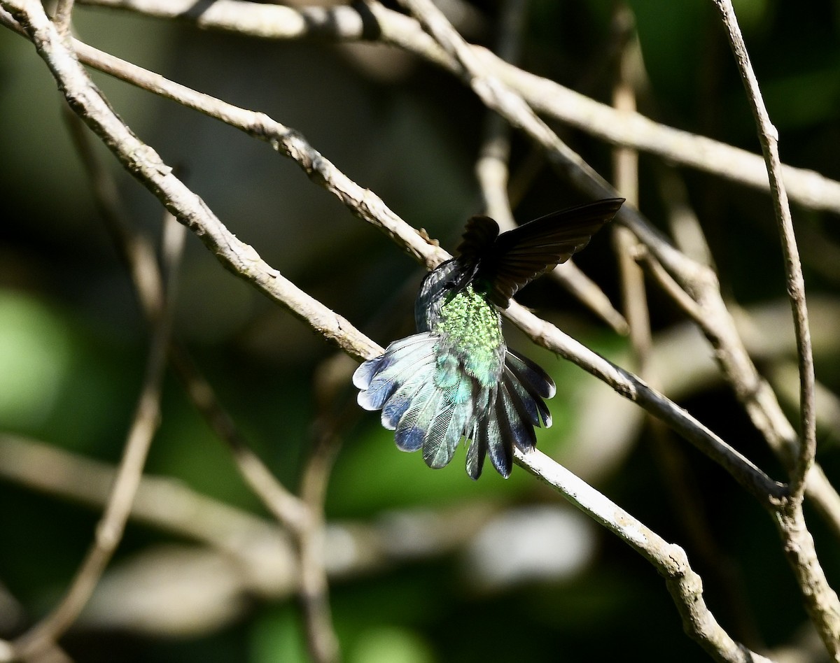 Violet-headed Hummingbird - ML628455050
