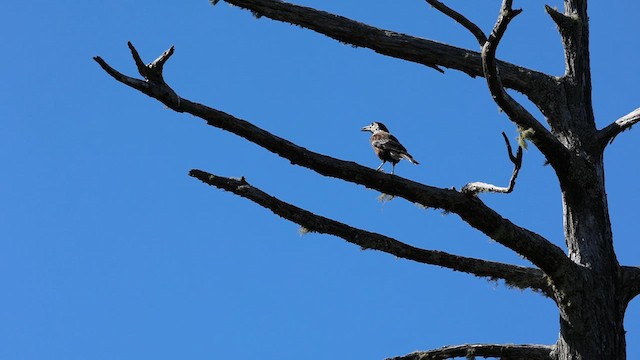 Southern Nutcracker - ML628455086