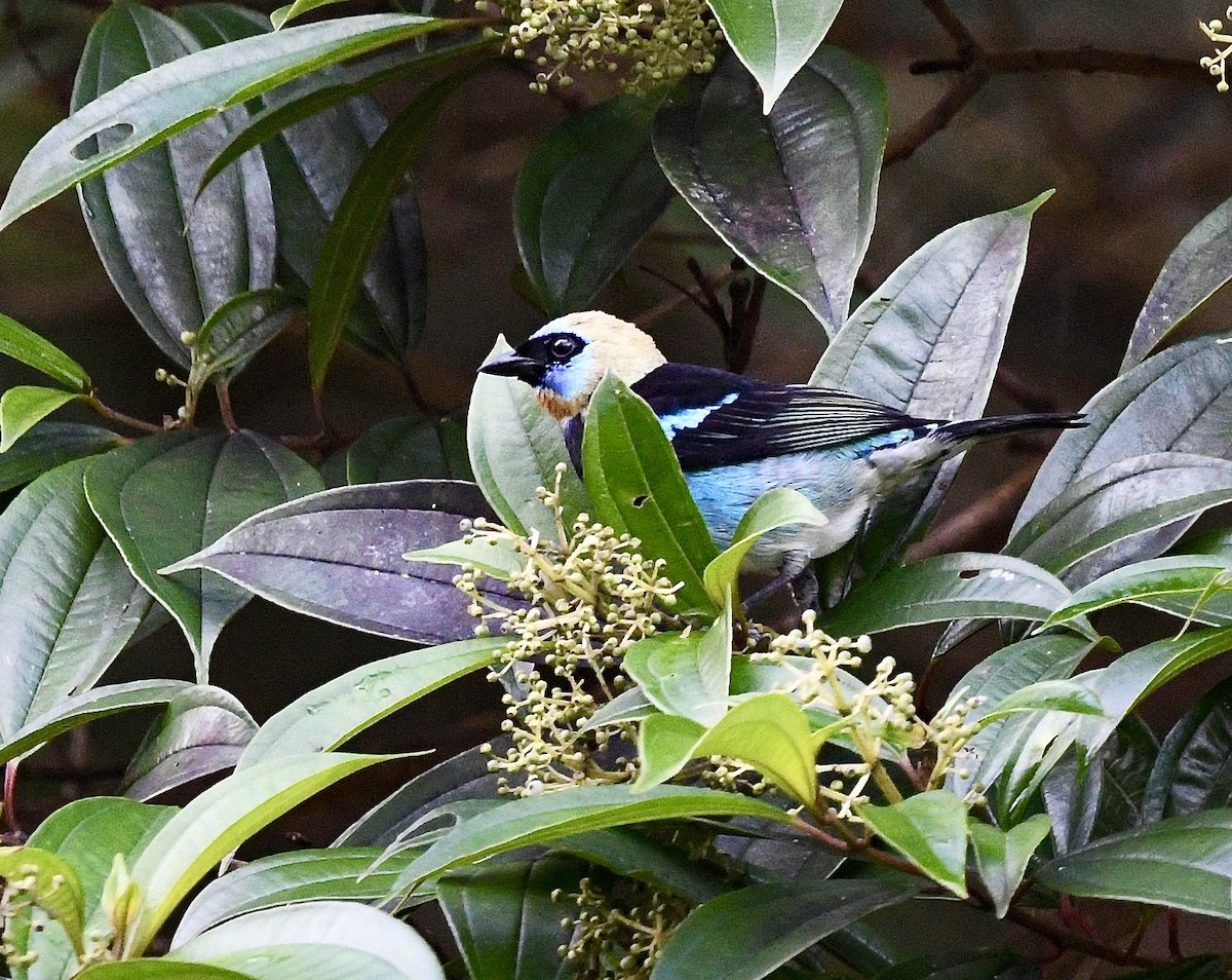 Golden-hooded Tanager - ML628455132