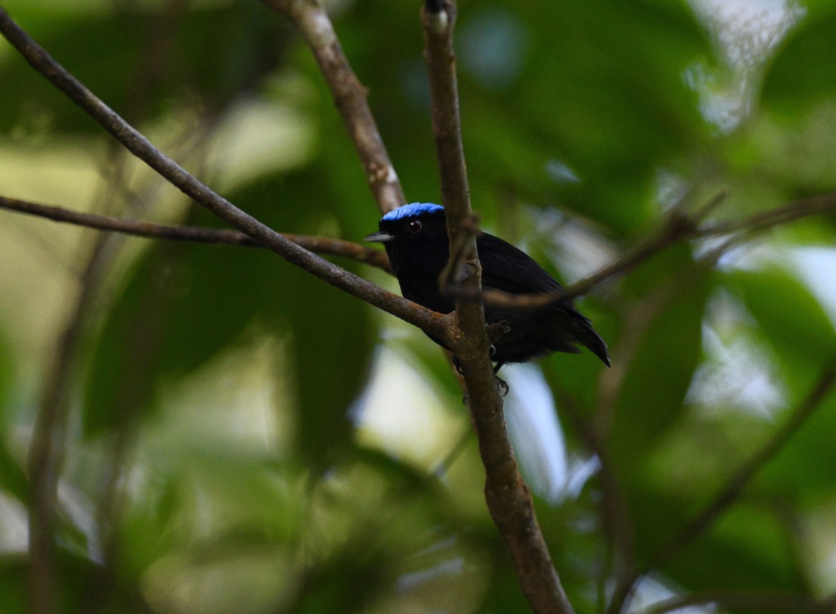 Velvety Manakin - ML628455196