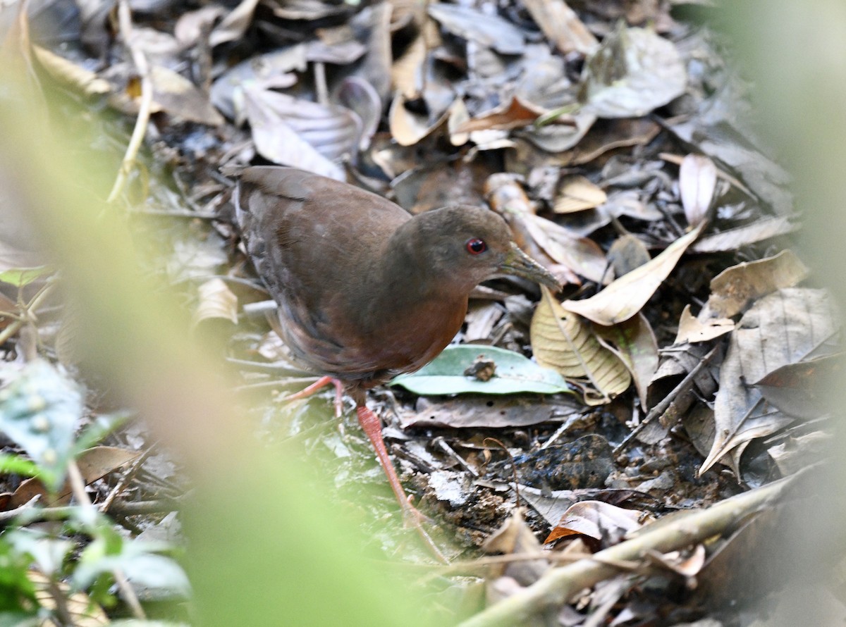 Uniform Crake - ML628455212