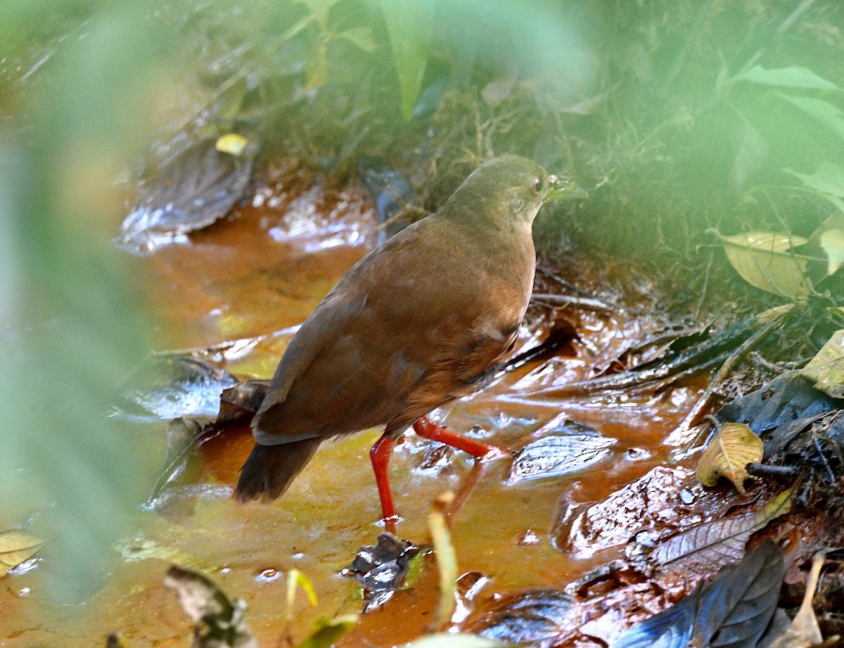 Uniform Crake - ML628455217