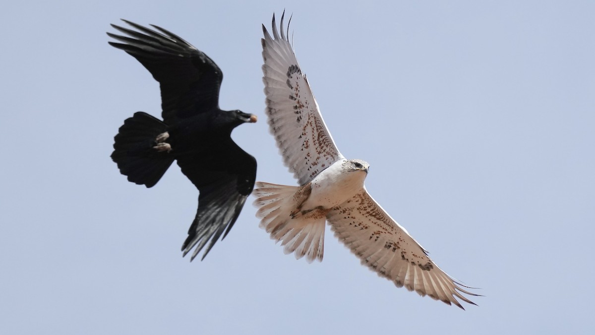 Крук мексиканський - ML628455325