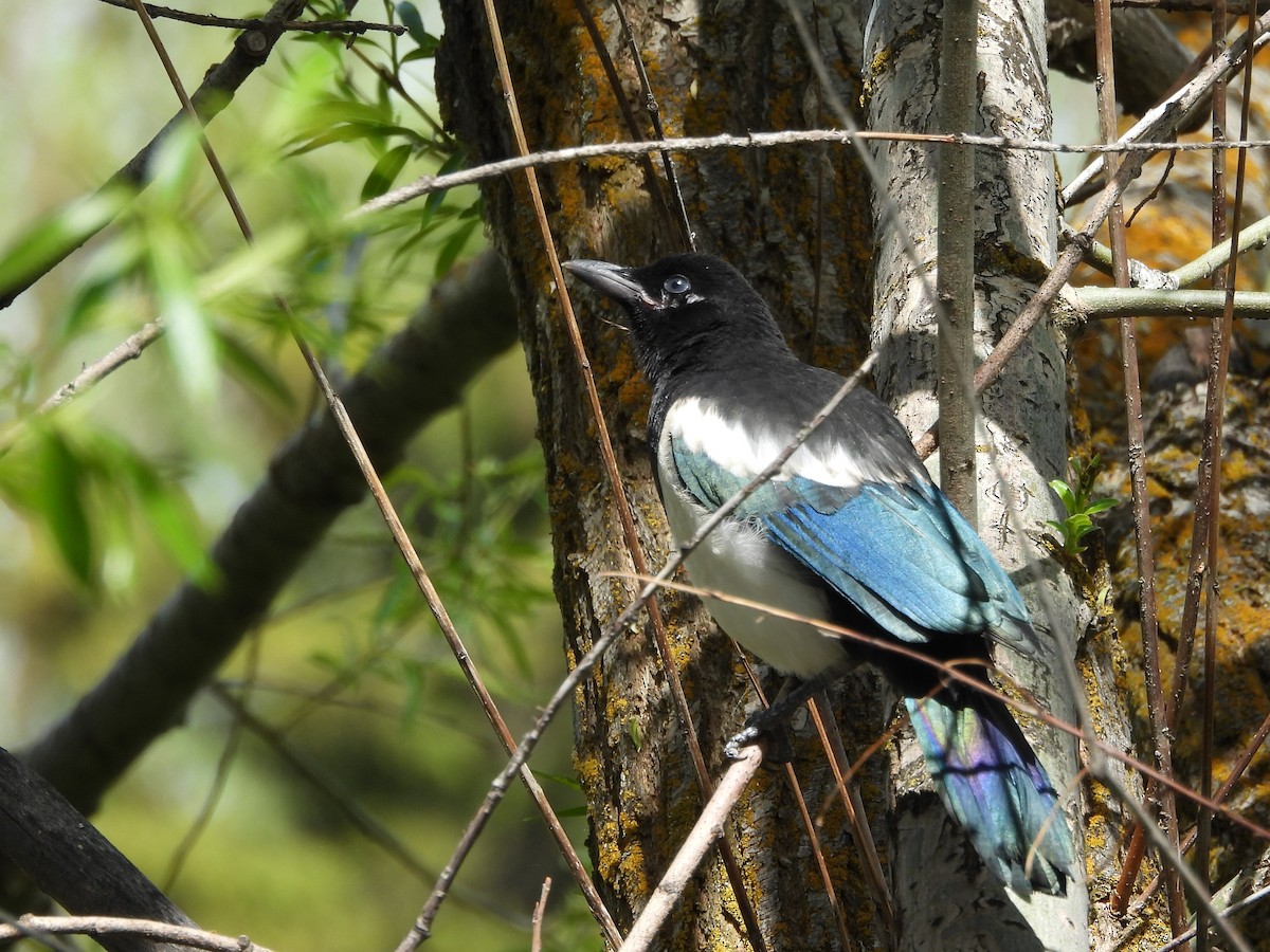 Black-billed Magpie - Diane Bricmont