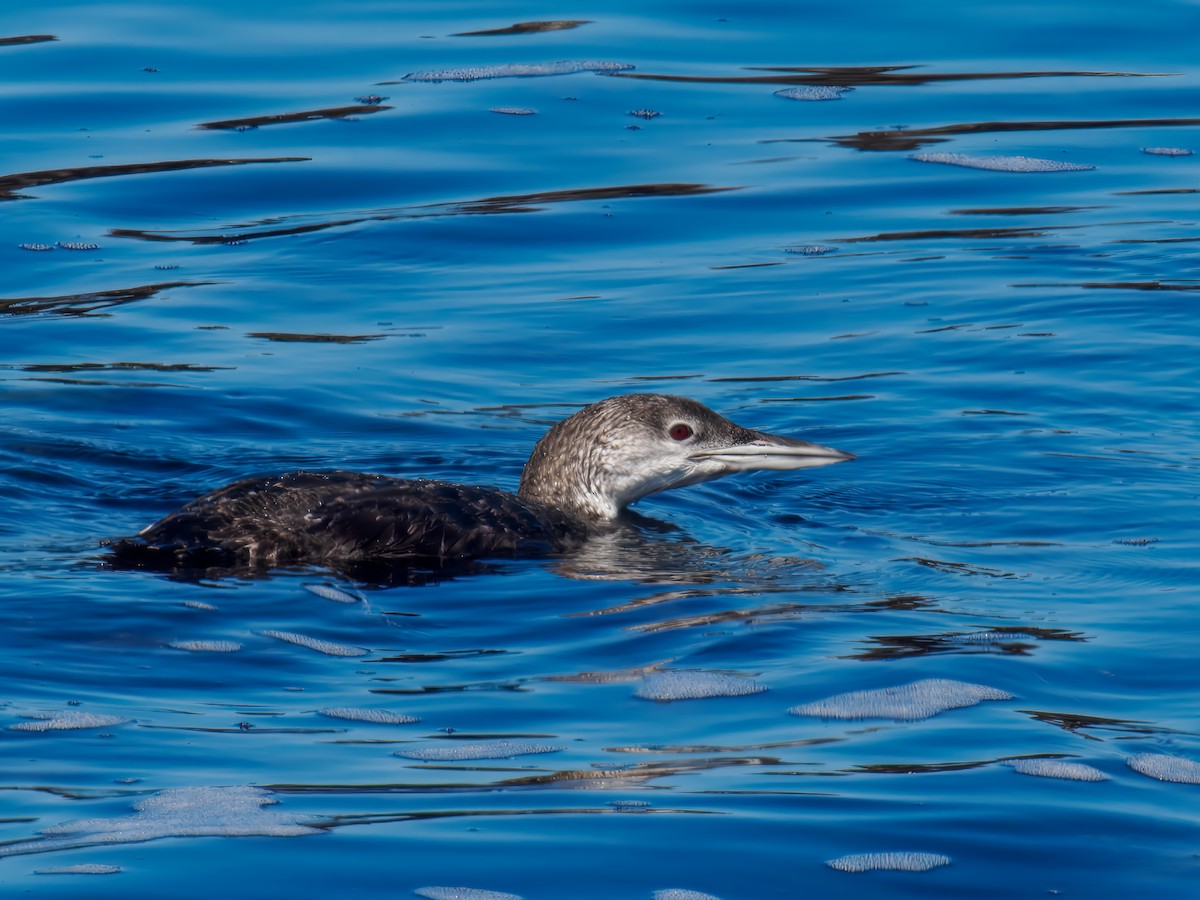 Common Loon - ML628455800