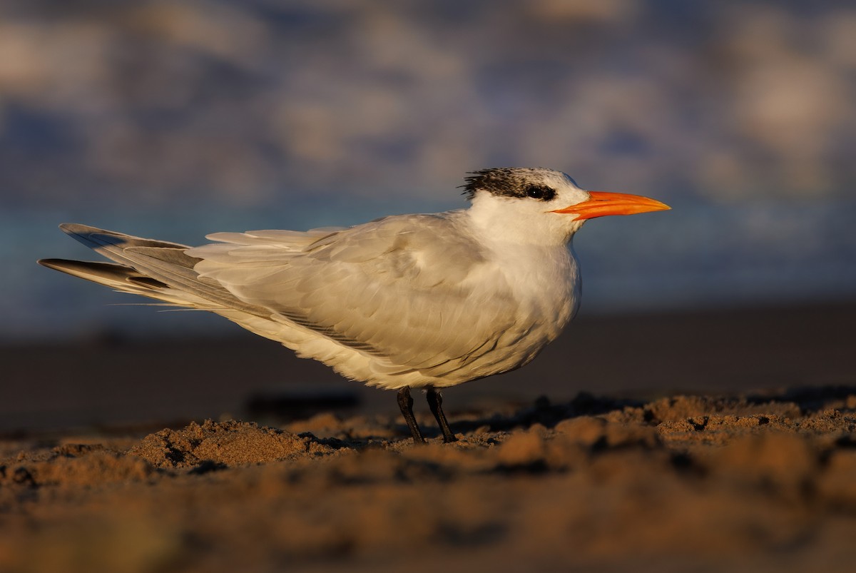 Royal Tern - John Callender