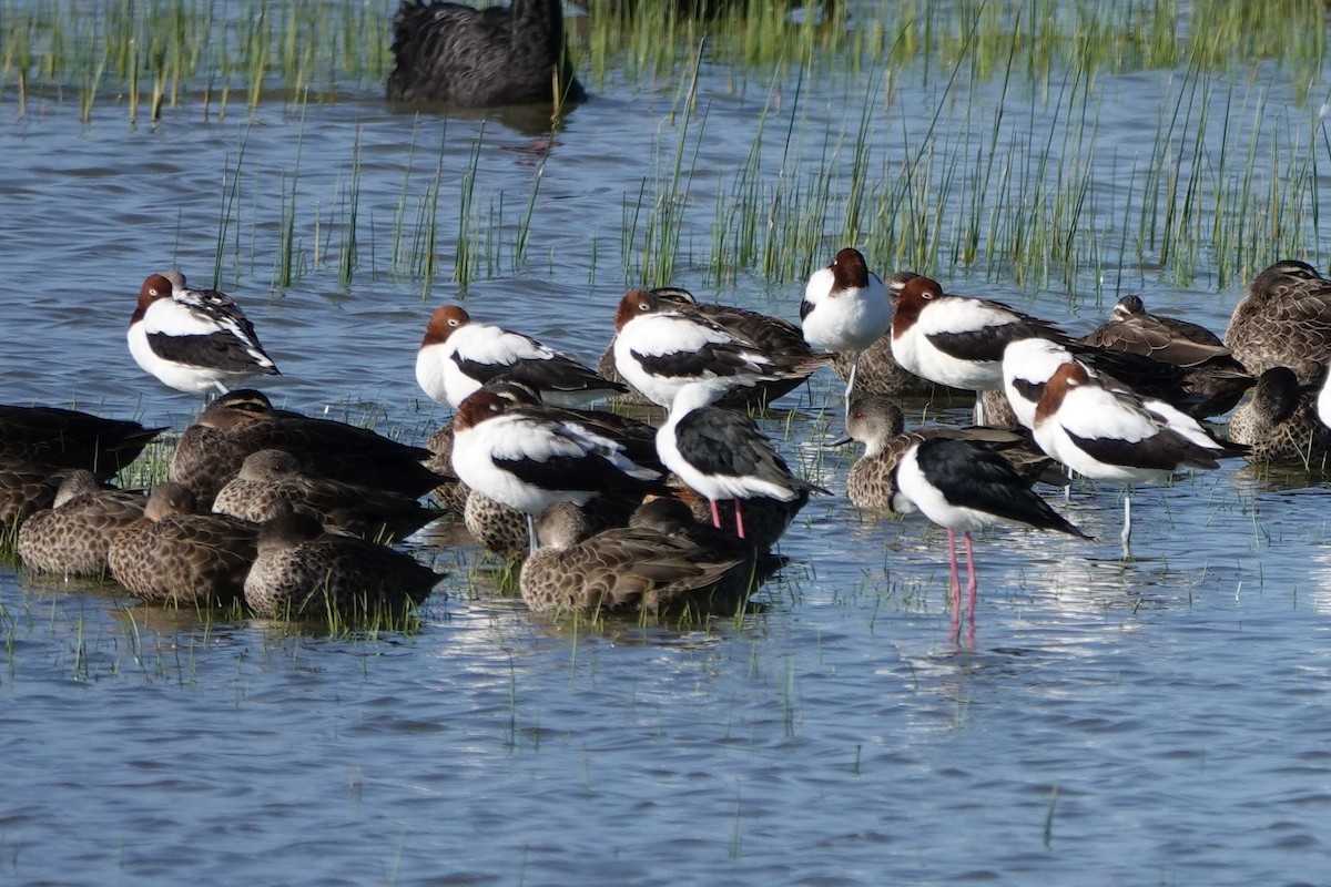 Red-necked Avocet - ML628455877