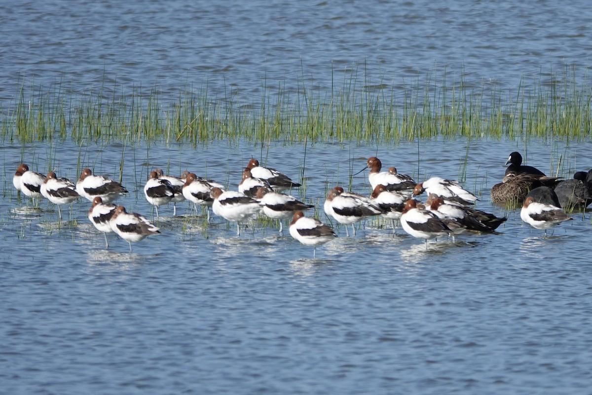 Red-necked Avocet - ML628455880