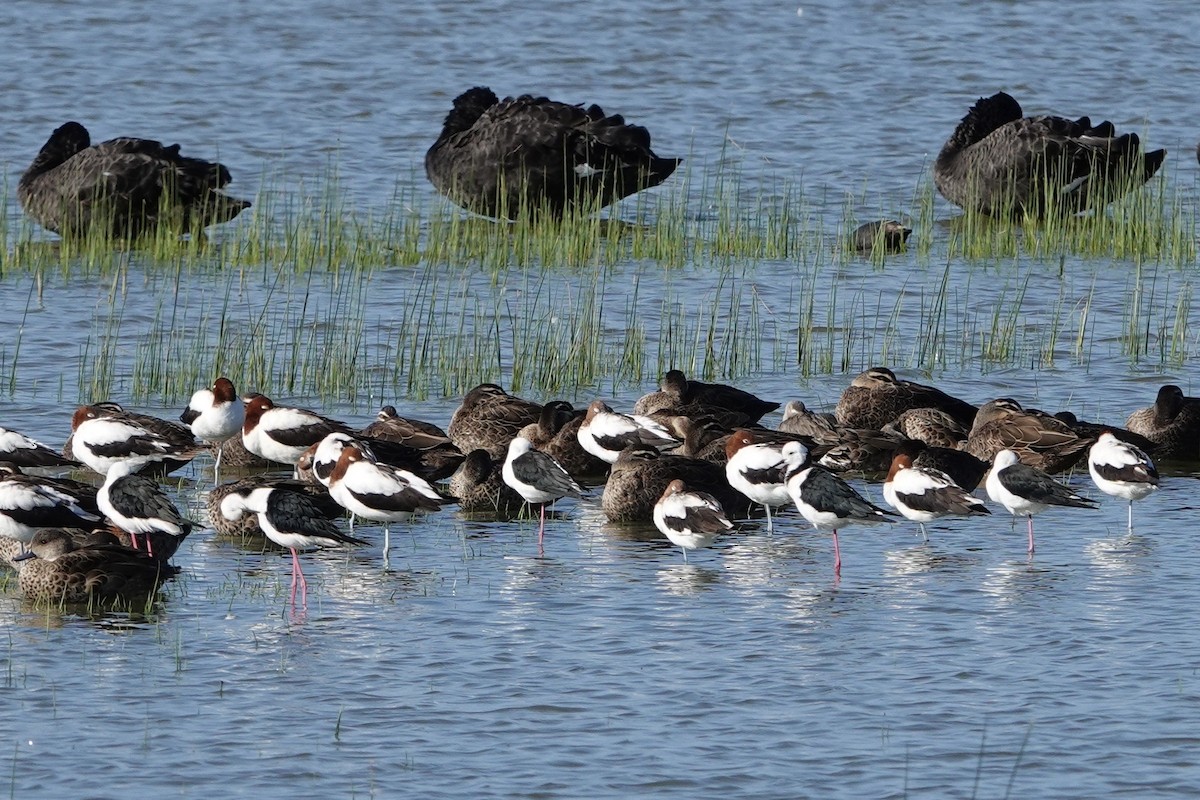 Red-necked Avocet - ML628455881