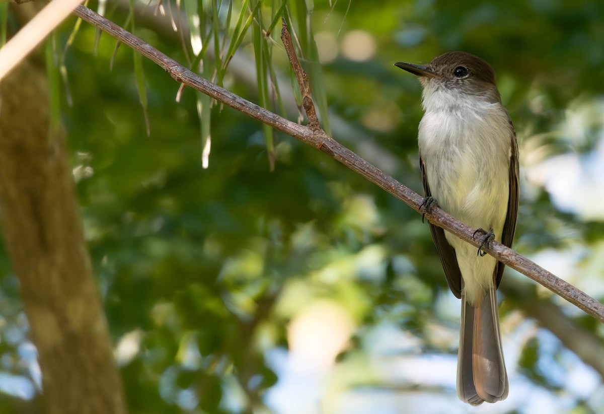 La Sagra's Flycatcher - ML628456096