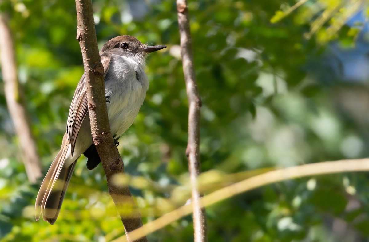 La Sagra's Flycatcher - ML628456097