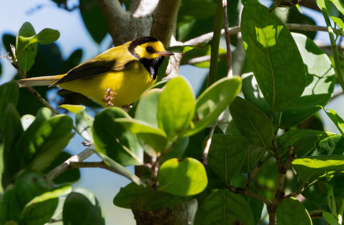 Hooded Warbler - ML628456101