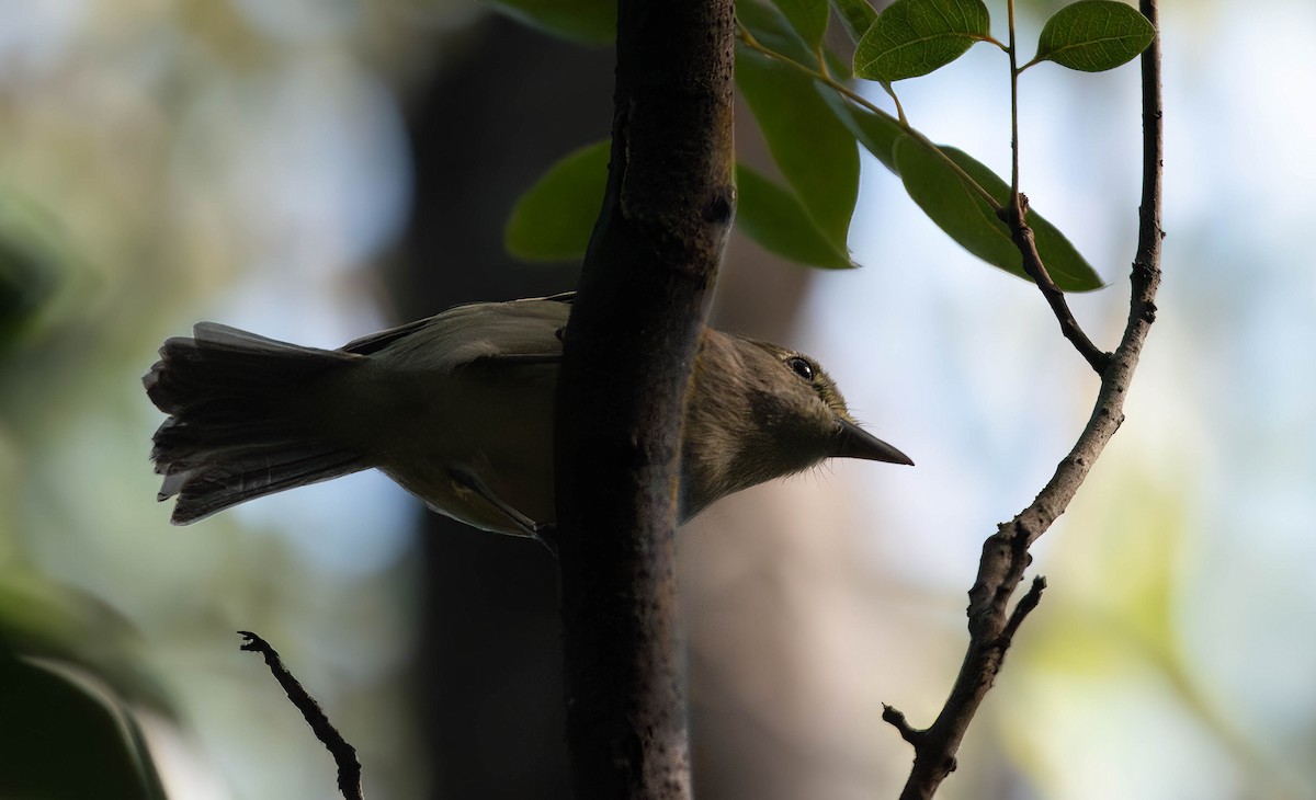 Thick-billed Vireo - ML628456108