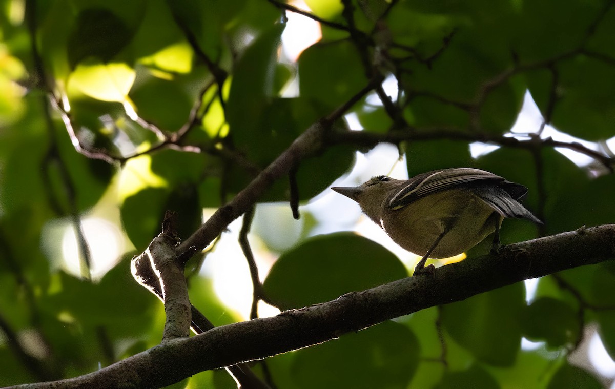 Thick-billed Vireo - ML628456115