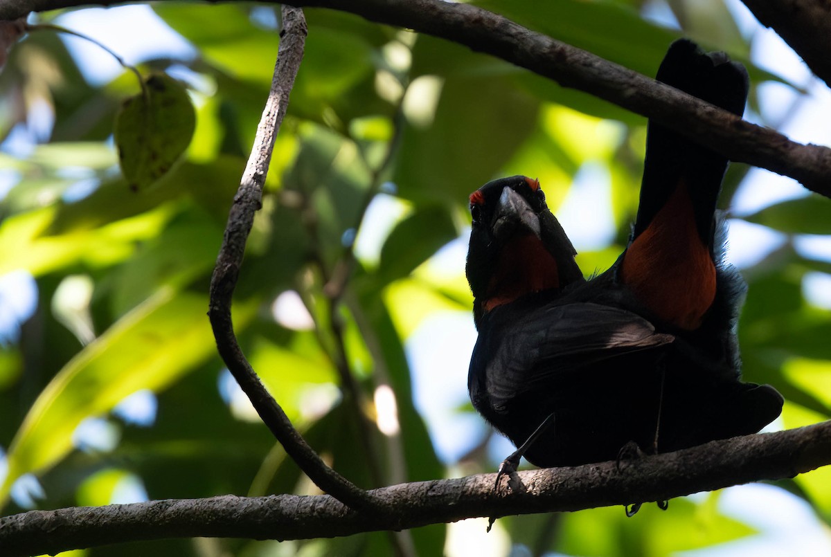 Greater Antillean Bullfinch - ML628456119