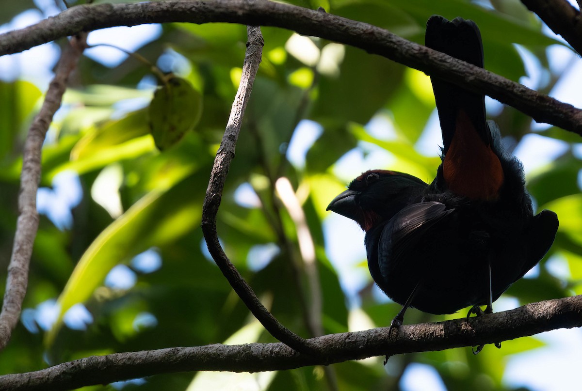 Greater Antillean Bullfinch - ML628456128